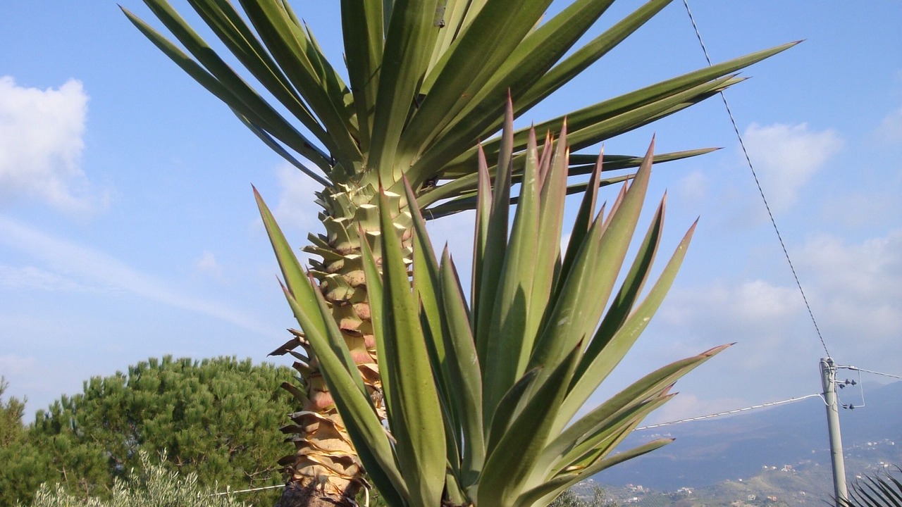 Photo of Outdoor in Castellabate Historic Centre