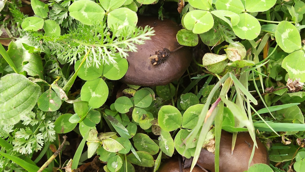 Photo of Outdoor in Casone Carpinelli