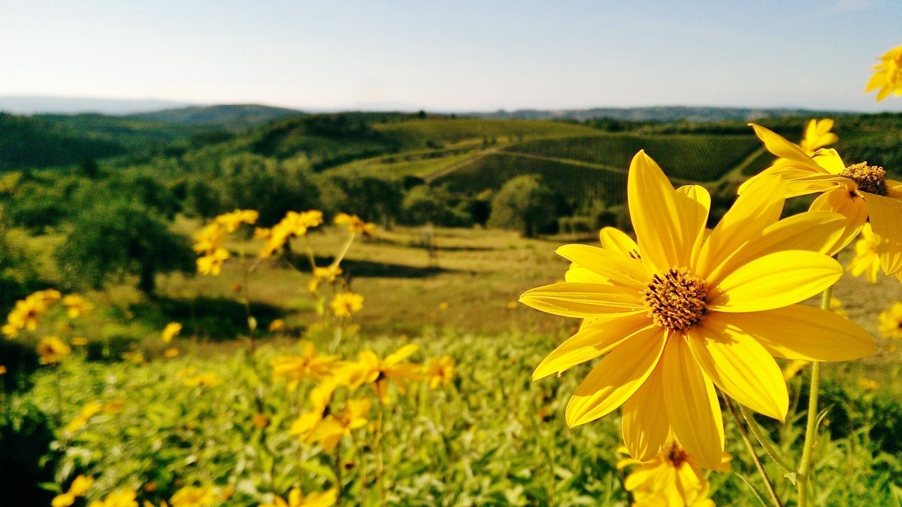 Photo of Outdoor in Barberino Val d'Elsa
