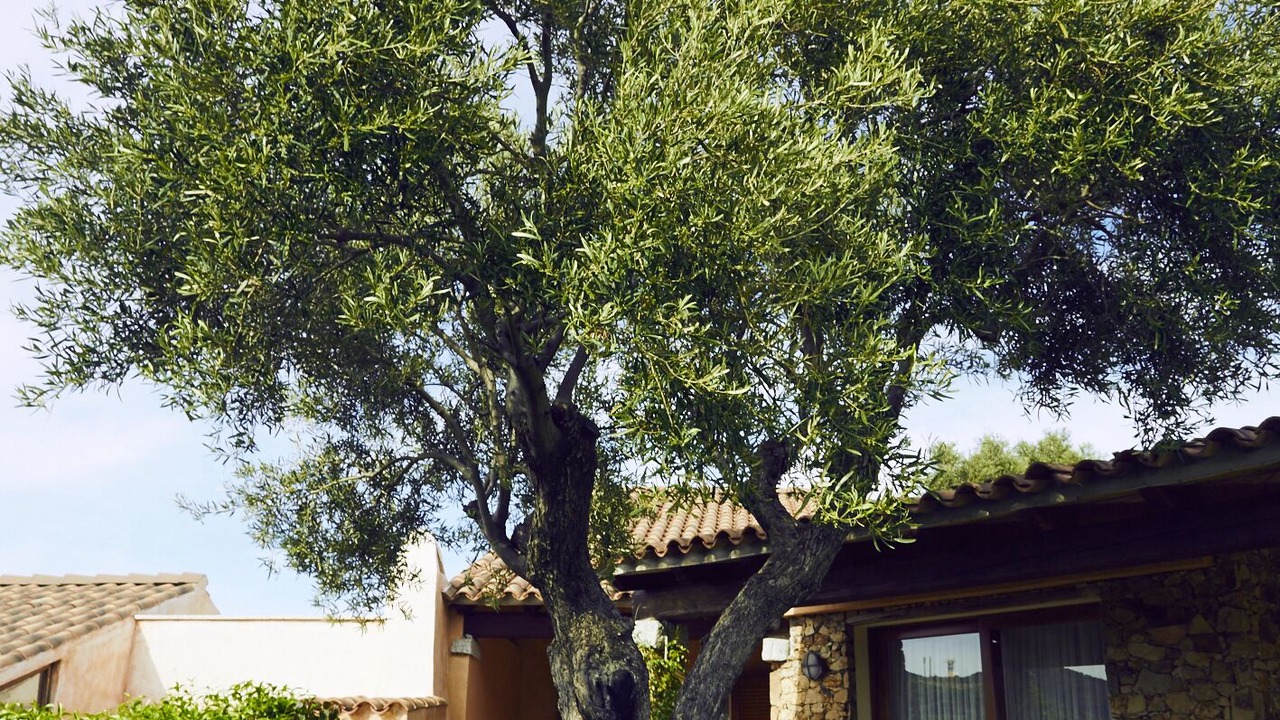 Photo of Outdoor in Chia