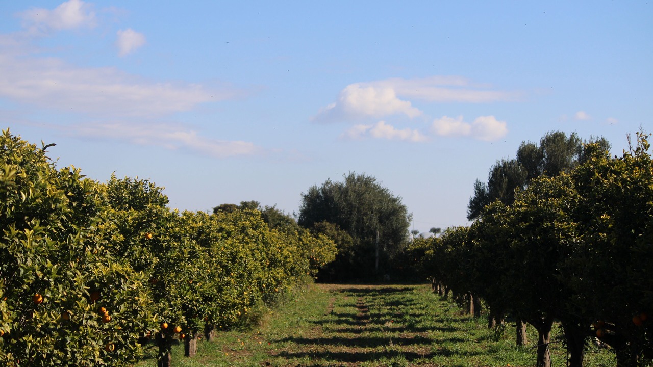 Photo of Outdoor in Santa Maria del Focallo