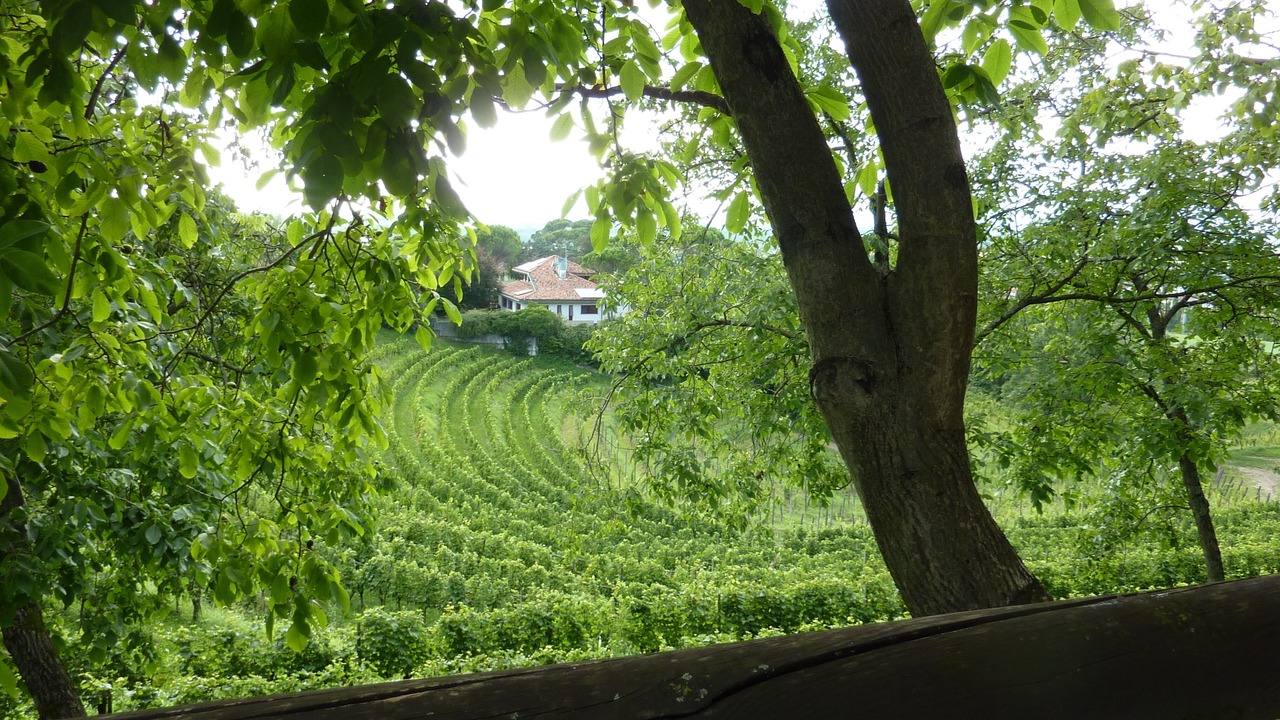 Photo of Outdoor in Moimacco