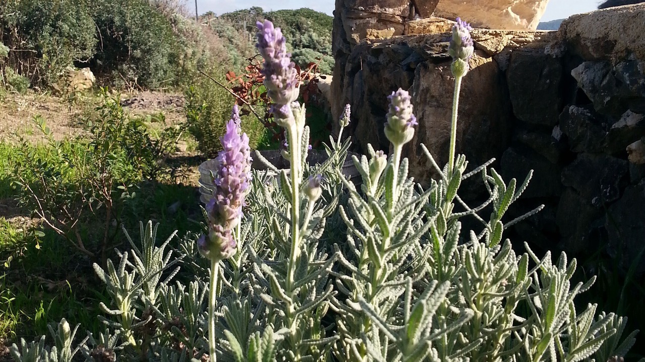 Photo of Outdoor in Sassari