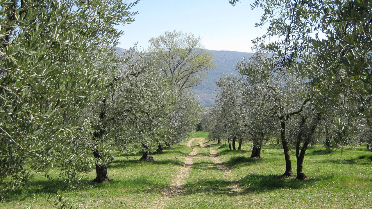 Photo of Outdoor in Acquasparta