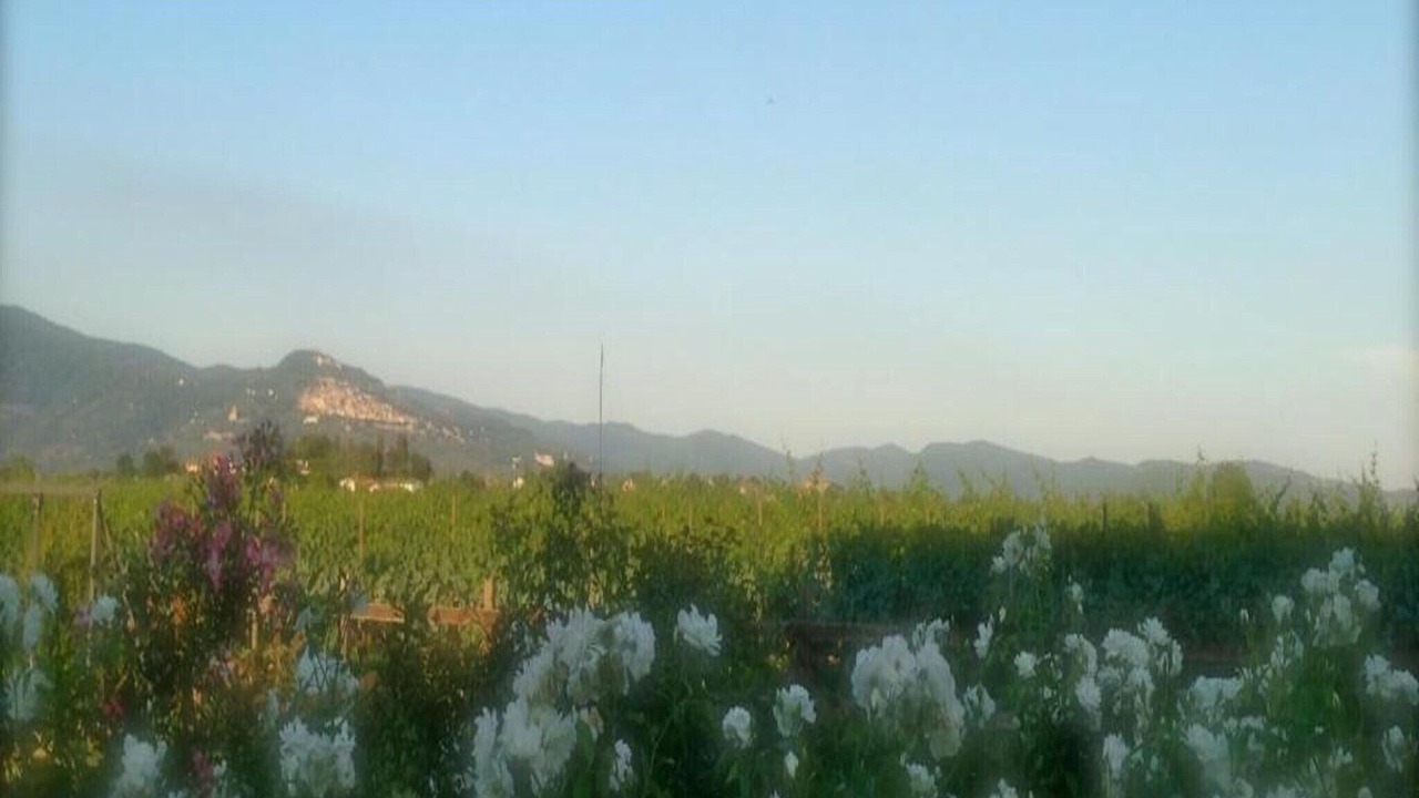 Photo of Others in Cortona
