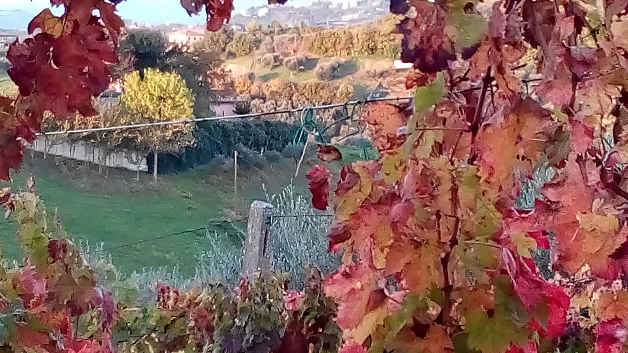 Photo of Outdoor in Monsampolo del Tronto