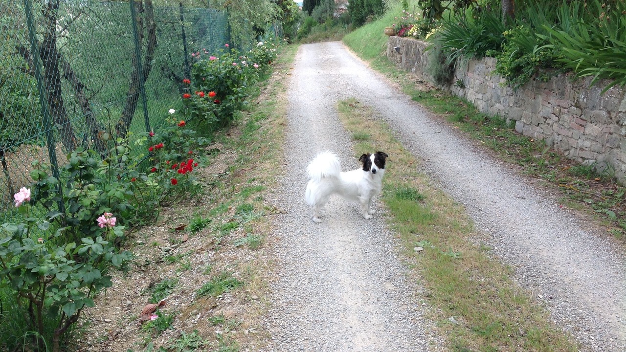 Photo of Outdoor in Lucignano