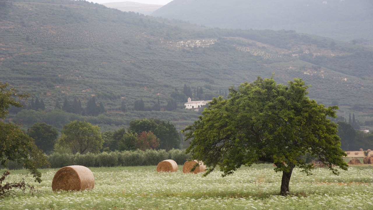 Photo of Others in Spello