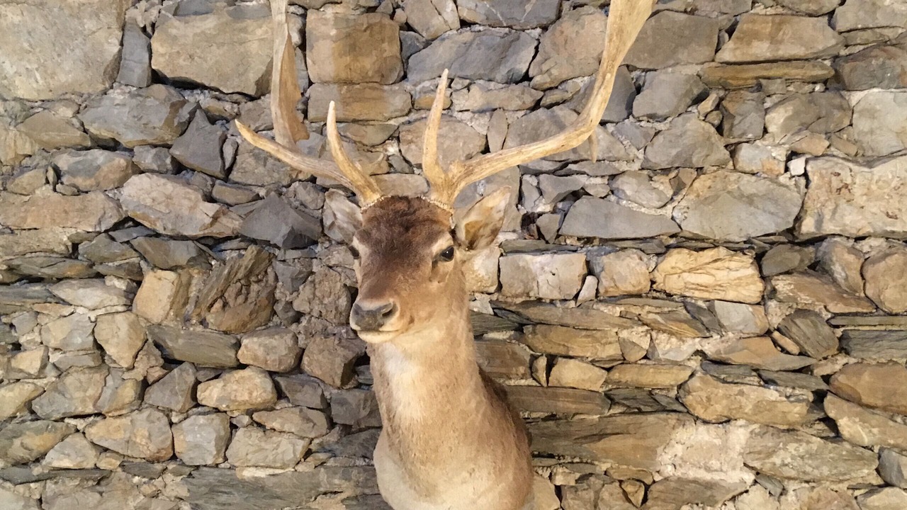 Photo of Others in Venas di Cadore