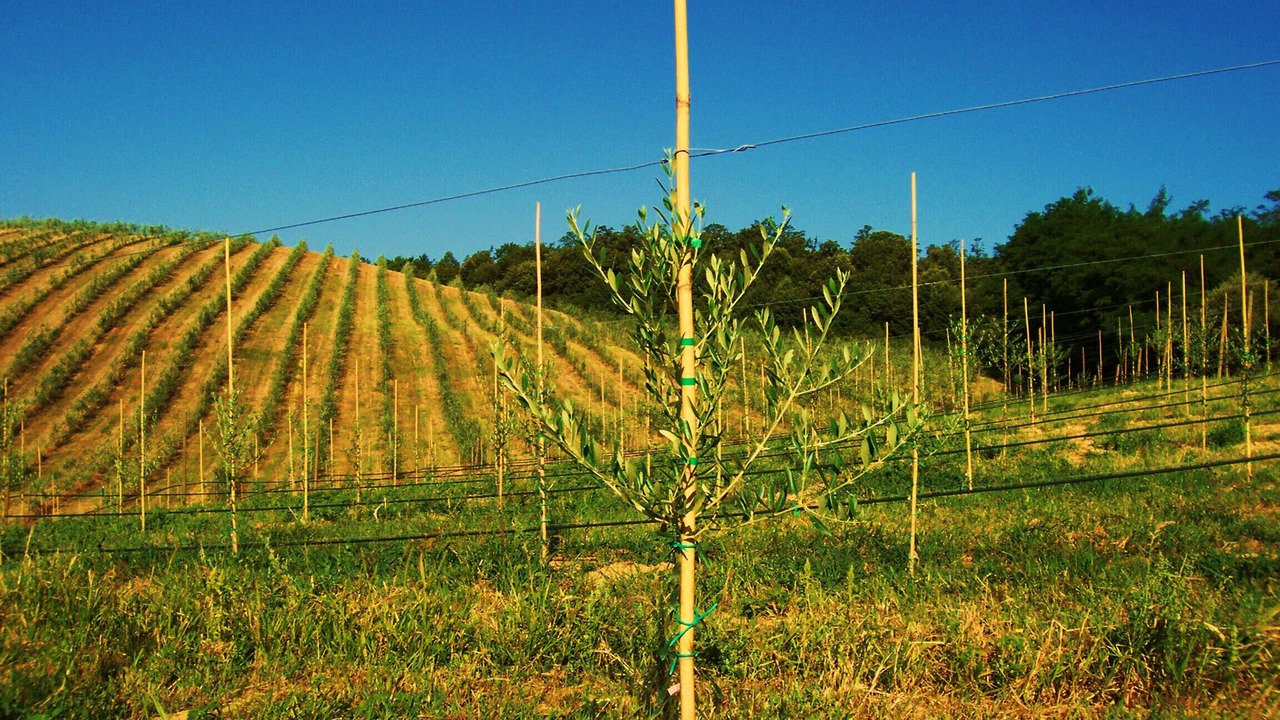 Photo of Outdoor in Torrita di Siena