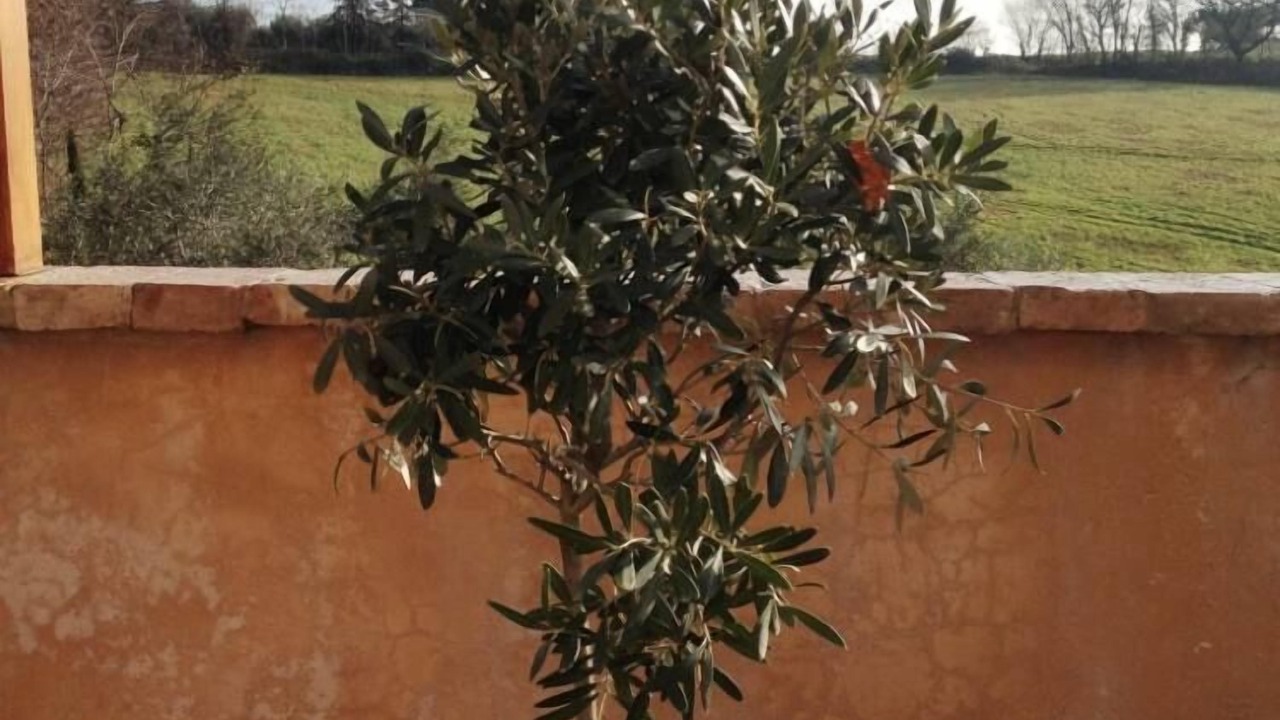 Photo of Outdoor in Serrungarina