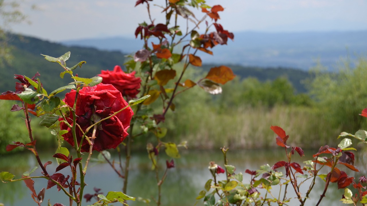 Photo of Outdoor in Castelfranco di Sopra