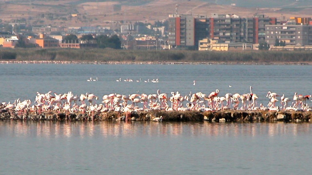 Photo of Others in Cagliari