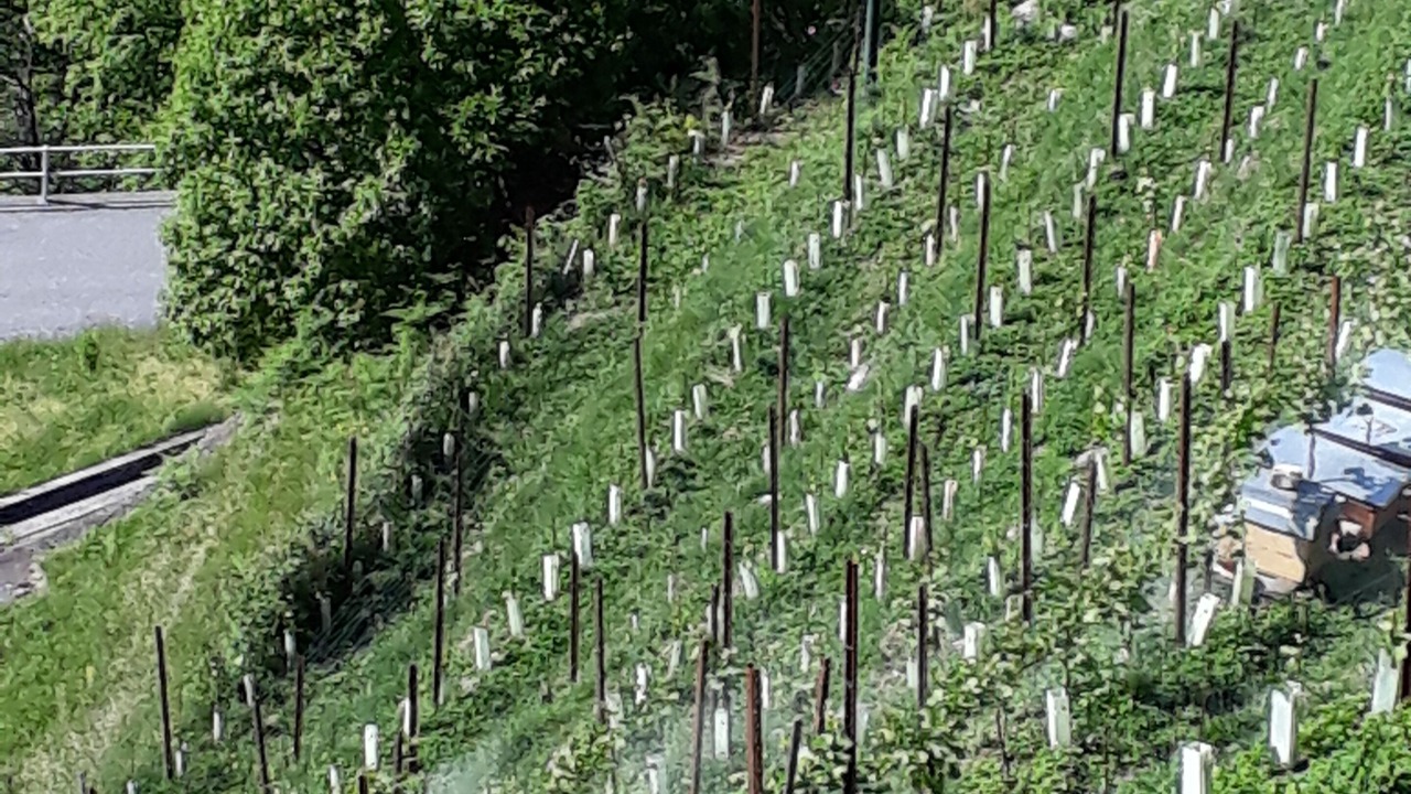 Photo of Outdoor in Chiavenna
