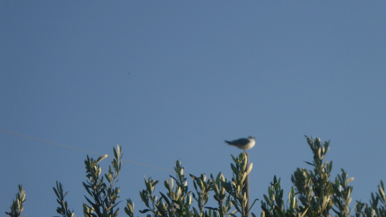 Photo of Others in Torre delle Stelle