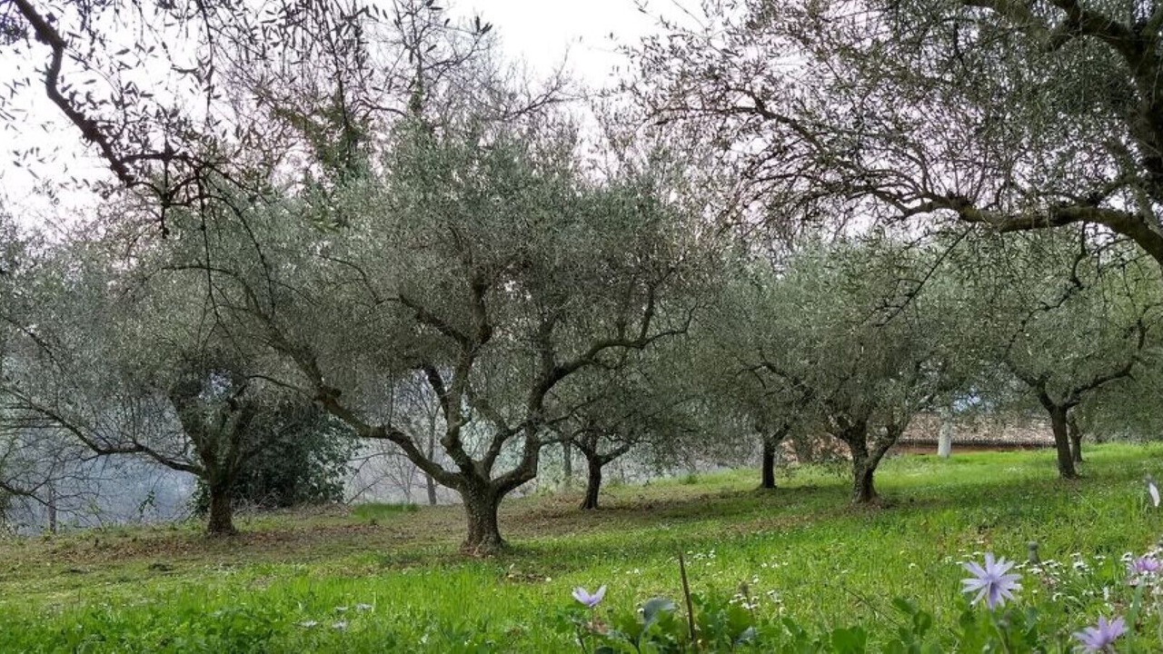 Photo of Outdoor in Pergola
