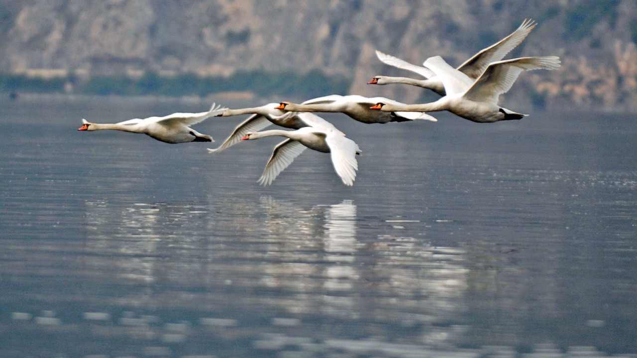 Photo of Others in Zorzino