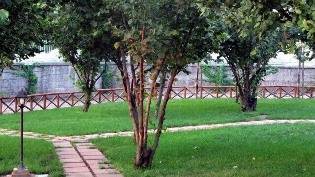 Photo of Outdoor in Calvanico