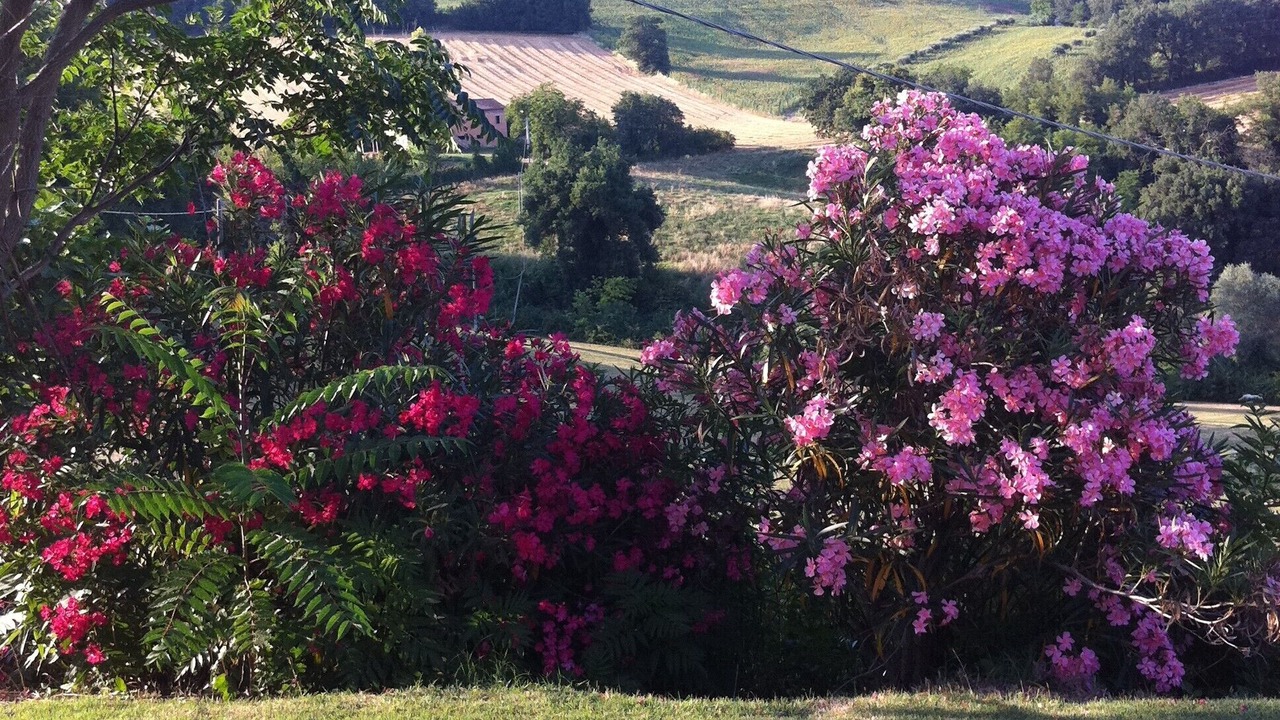 Photo of Outdoor in Petriolo