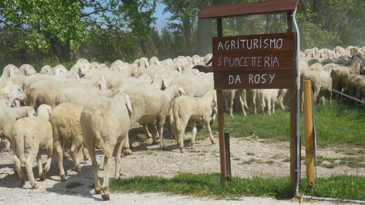 Photo of Others in Codevigo