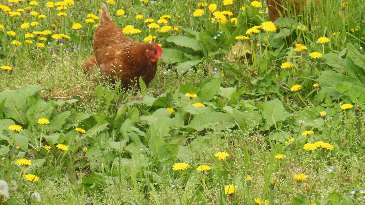 Photo of Outdoor in Codevigo
