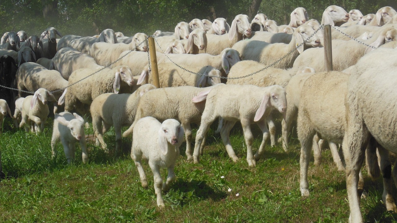 Photo of Outdoor in Codevigo