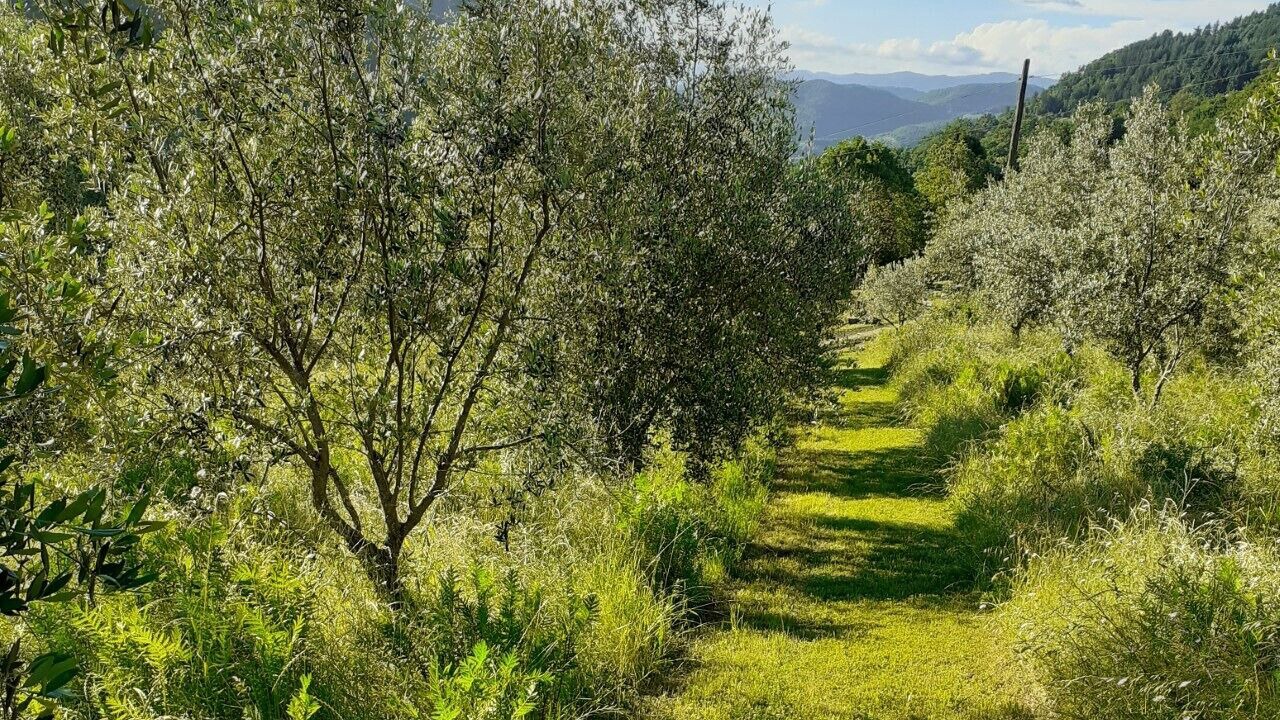 Photo of Outdoor in Rufina