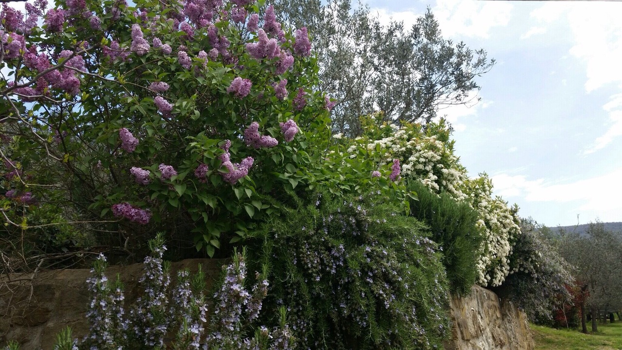 Photo of Outdoor in San Pietro a Cegliolo