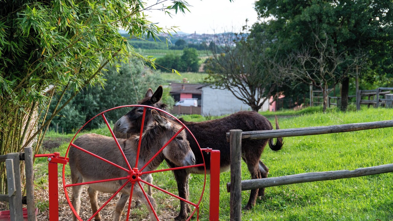 Photo of Others in San Damiano dʼAsti