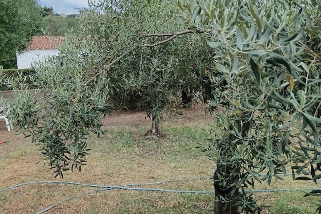Photo of Outdoor in Sa Castangia