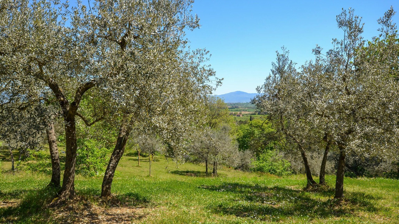 Photo of Bedroom in Alberoro