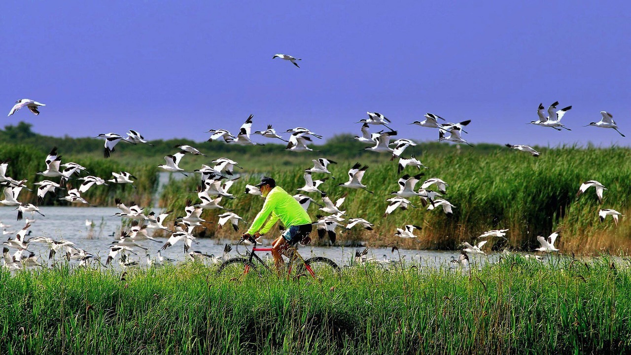 Photo of Others in Chioggia
