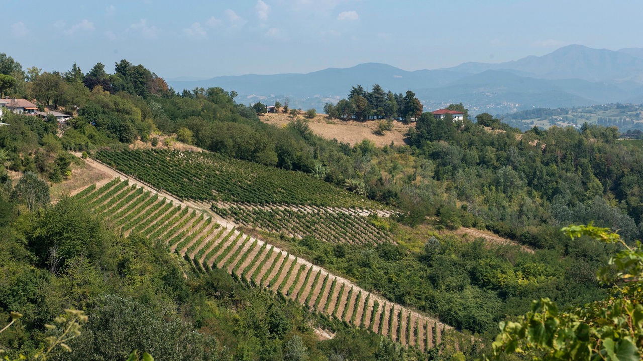 Photo of Others in Rocca Grimalda
