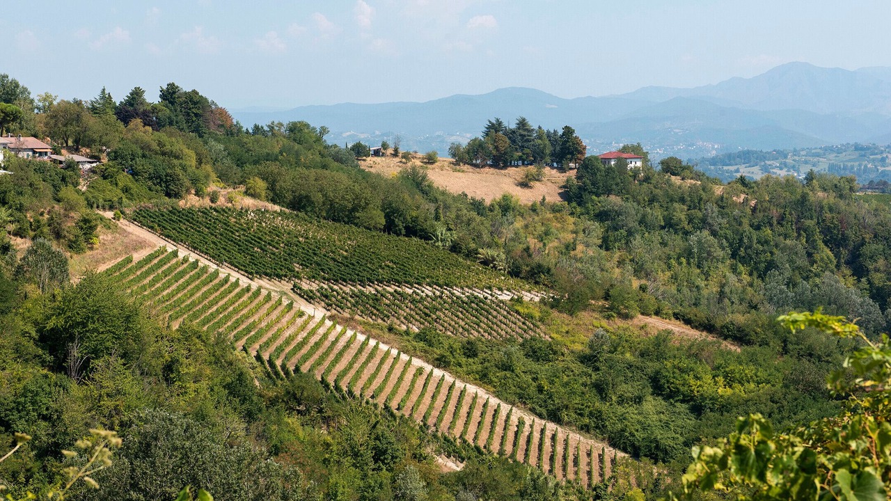 Photo of Others in Rocca Grimalda
