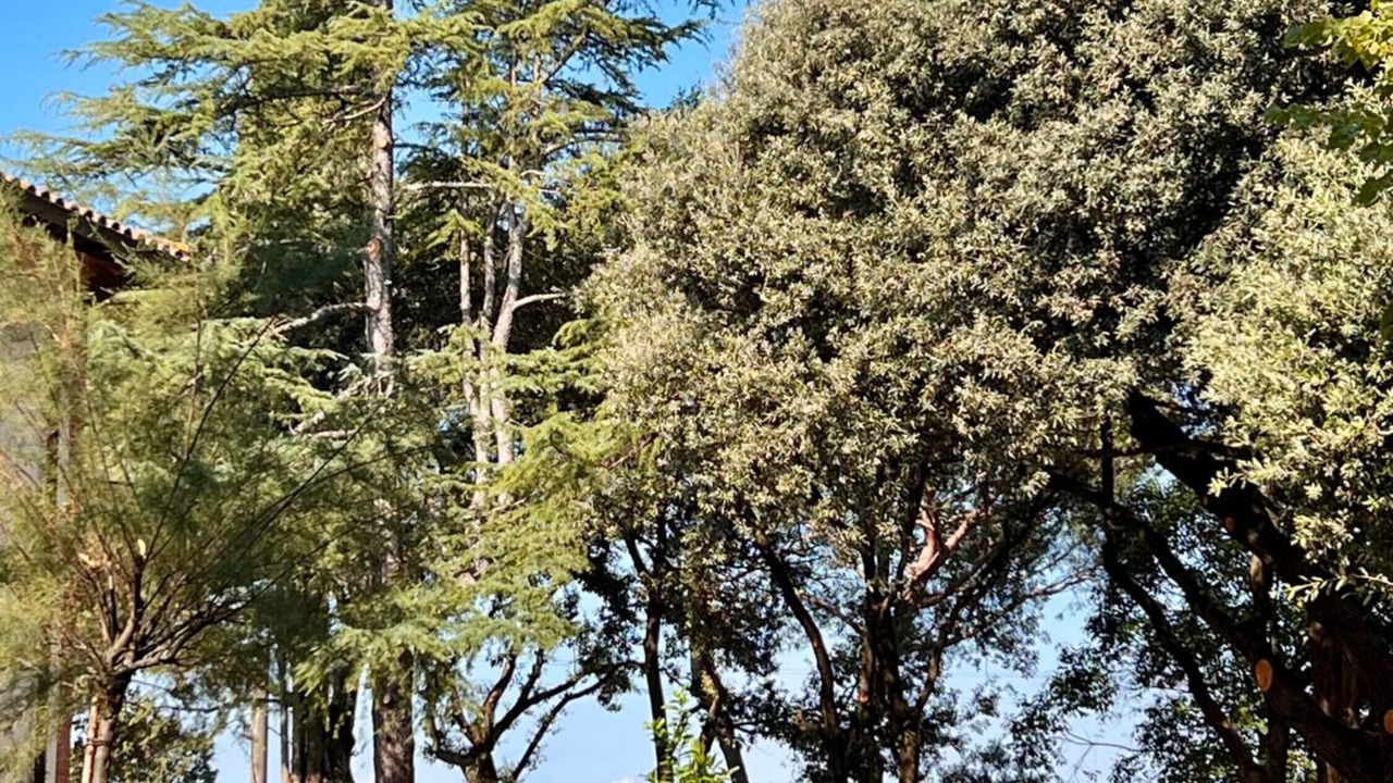 Photo of Outdoor in Foiano della Chiana