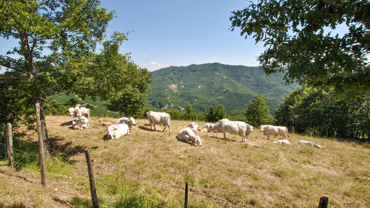 Photo of Others in Sestino