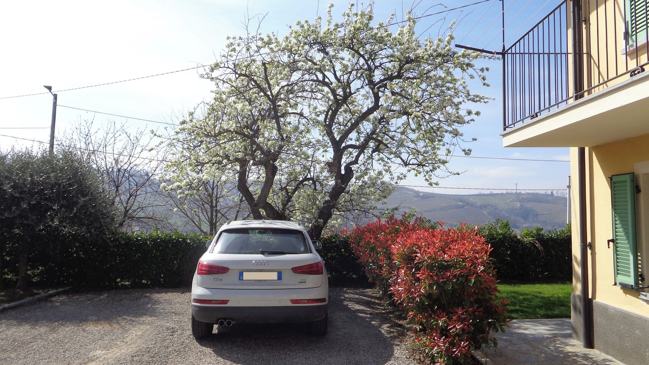 Photo of Outdoor in Mango