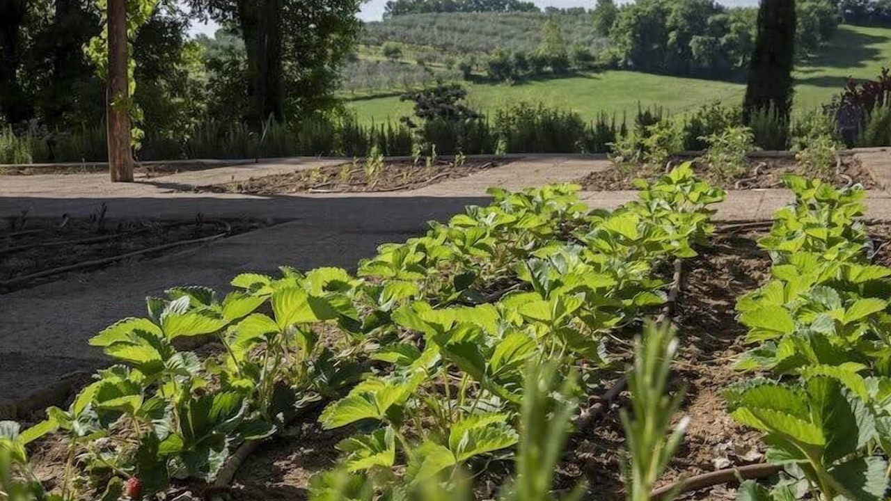 Photo of Outdoor in Foiano della Chiana