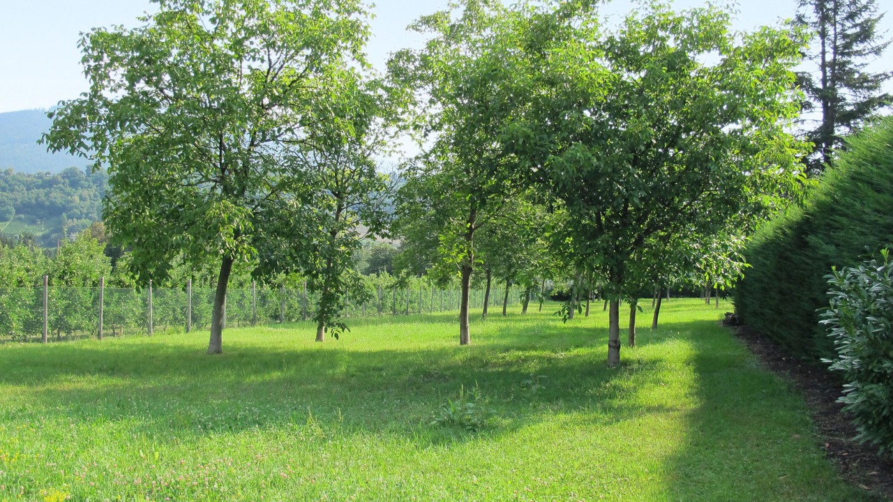 Photo of Outdoor in Caldonazzo