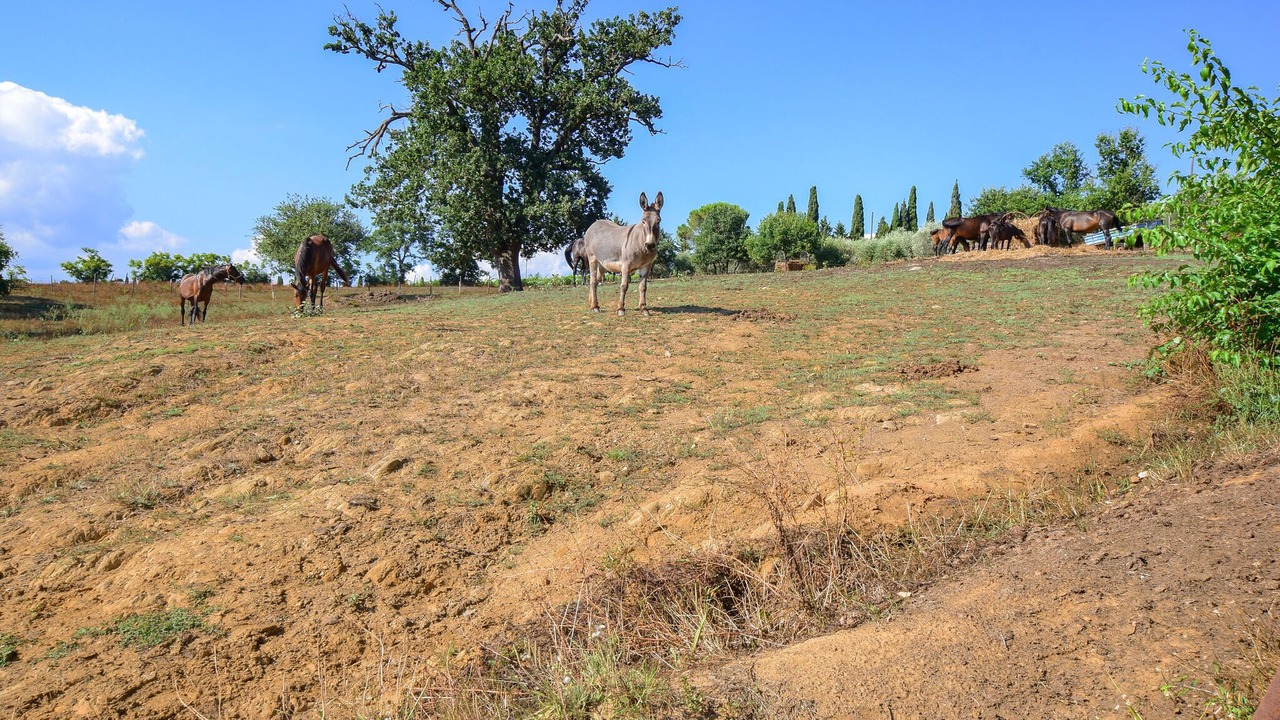 Photo of Others in Magliano in Toscana