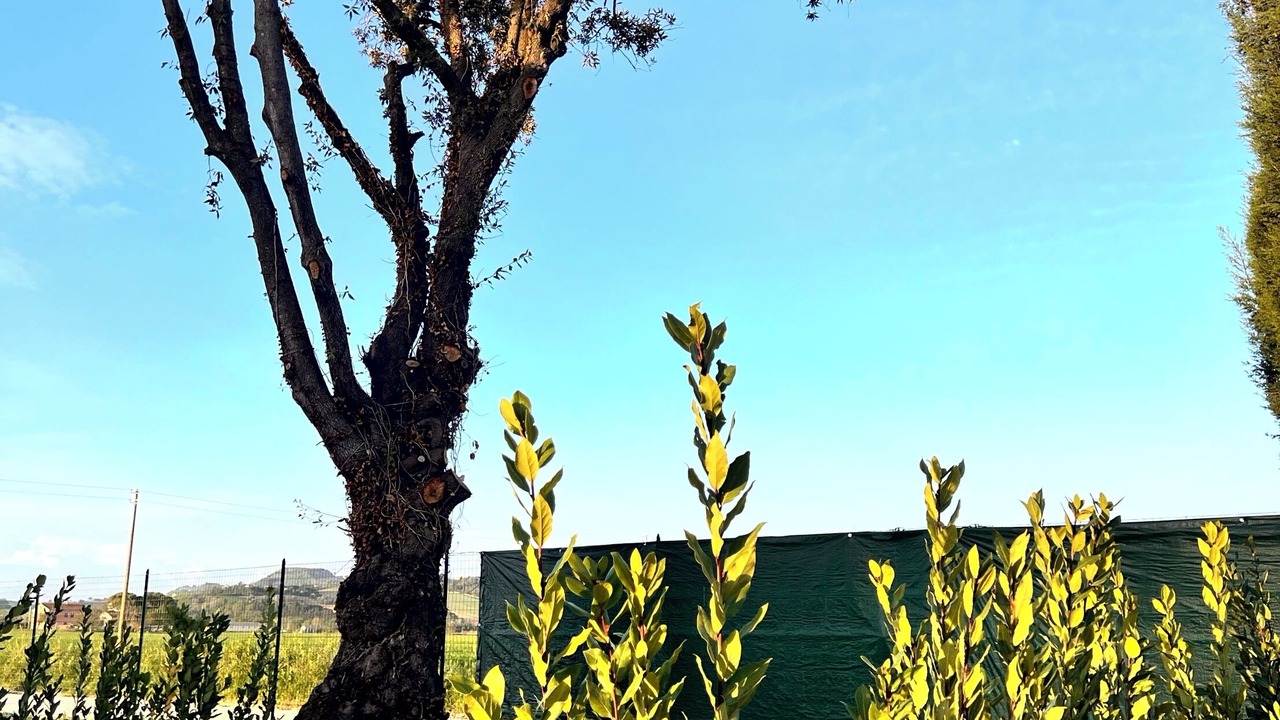 Photo of Outdoor in Osimo