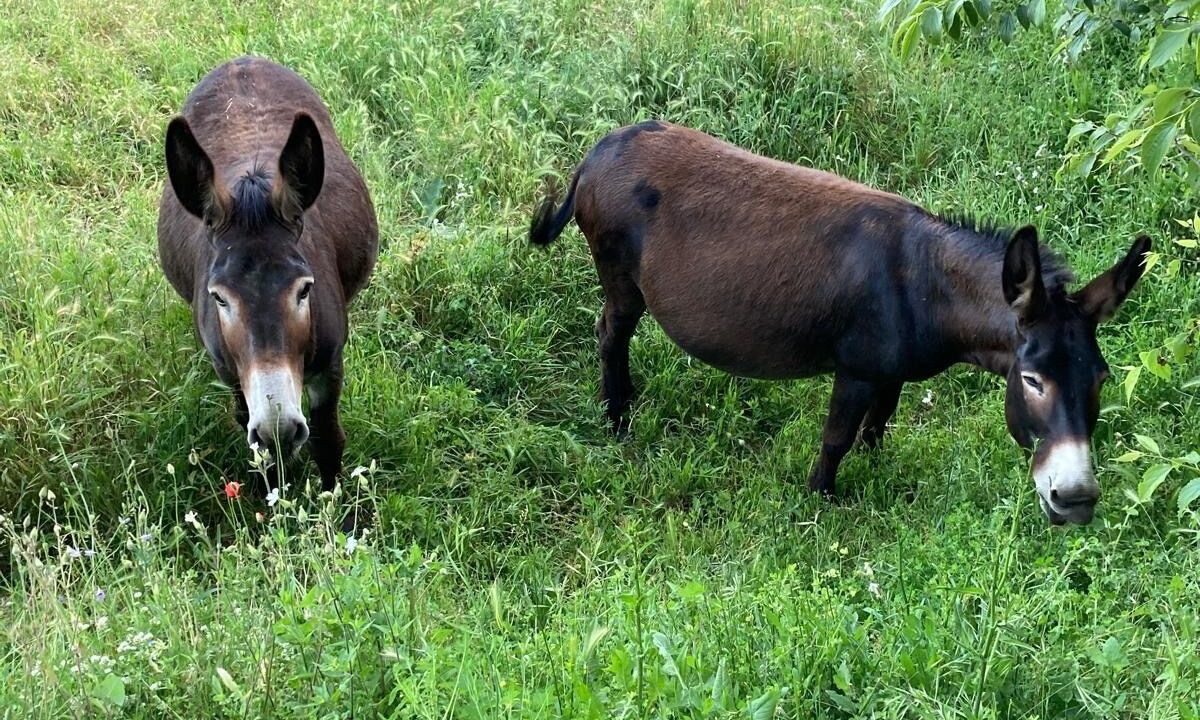 Photo of Others in Montieri