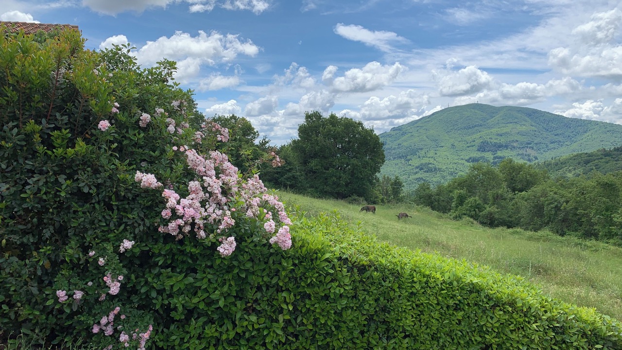 Photo of Outdoor in Montieri
