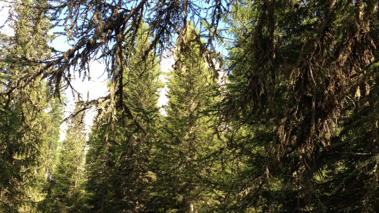 Photo of Others in Selva di Cadore