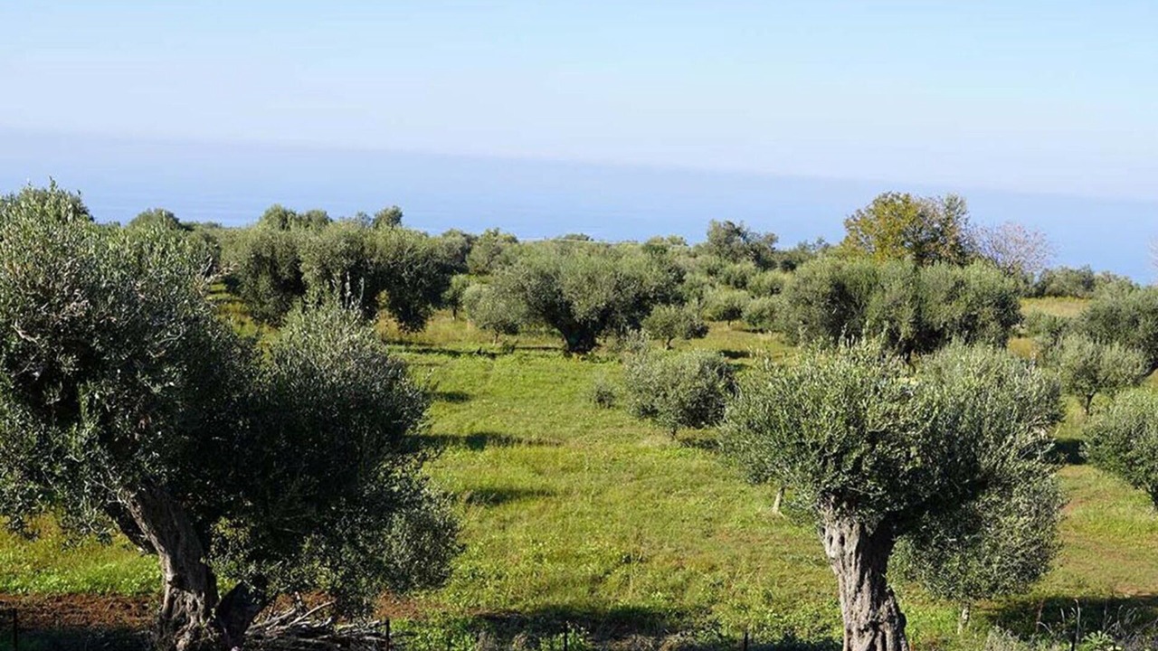 Photo of Others in Zambrone