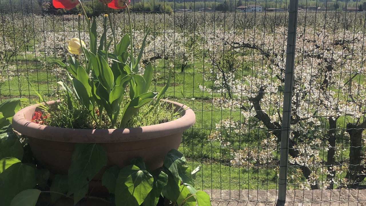 Photo of Outdoor in Vignola