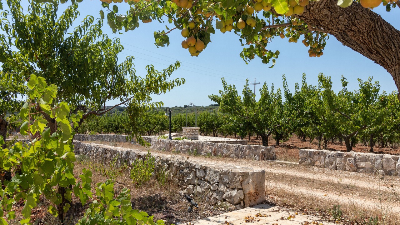 Photo of Outdoor in Alcanterini
