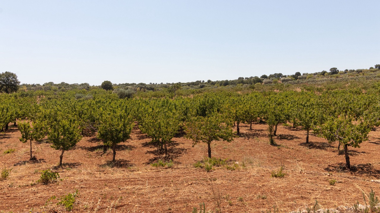 Photo of Others in Alcanterini