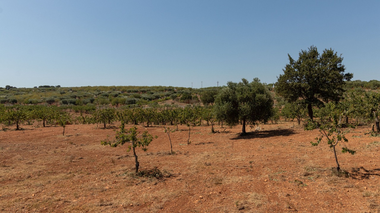 Photo of Others in Alcanterini