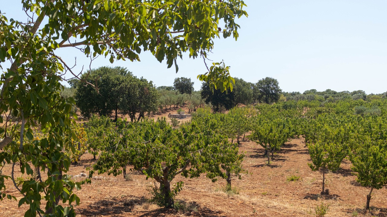 Photo of Others in Alcanterini